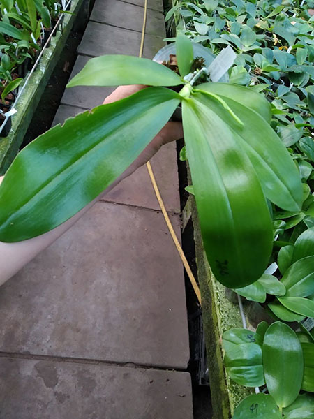 Phalaenopsis Mituo Speciosa 'Blue Starfish'.jpg