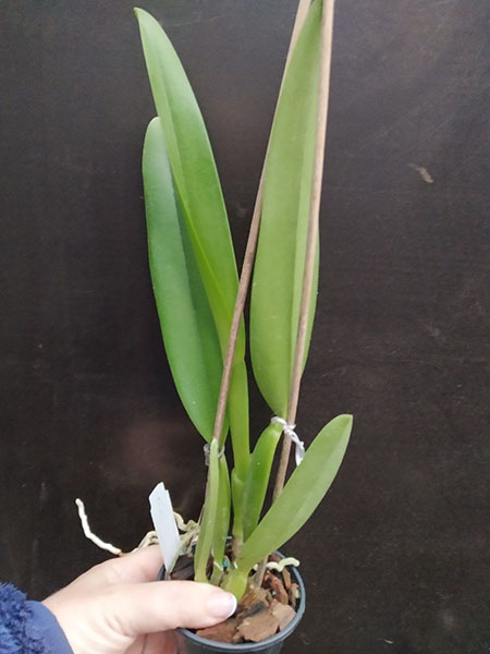 Cattleya mossiae semi alba 'Pica Pau' x self.jpg