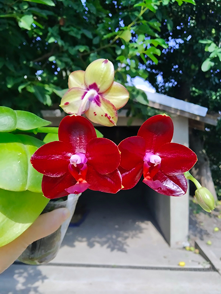 Phalaenopsis Allura 'Ruby Diamond'.jpg