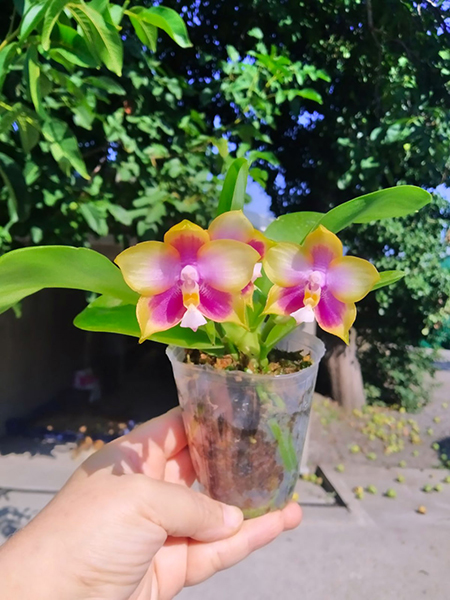 Phalaenopsis Mituo Purple Dragon x Sogo Vivien 'VQ'.jpg