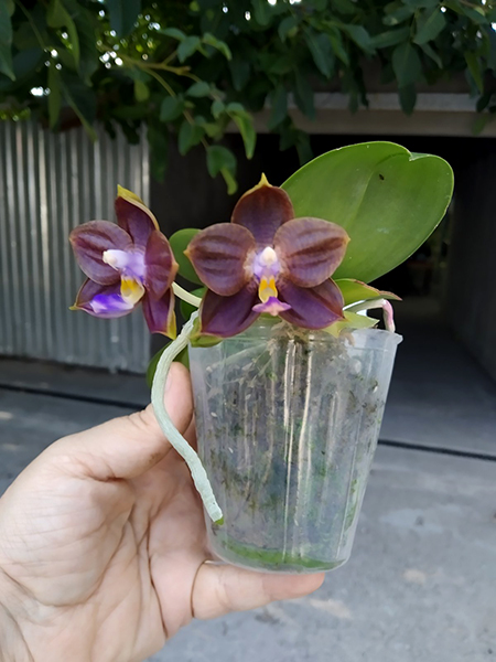 Phalaenopsis Mituo Reflex Dragon 'Blue -2' x Mituo 24 Solar Terms 'Black Angel'.jpg