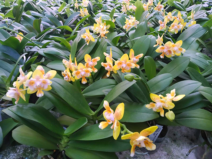 Phalaenopsis Allura Anmio Yellow Bat '9107'.jpg