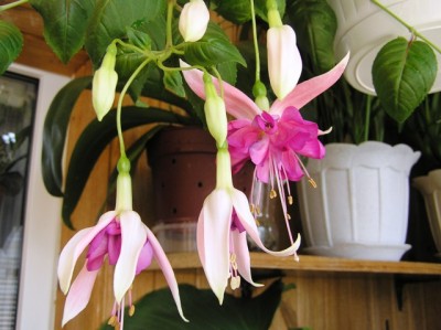 fucsia.jpg