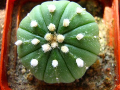 Astrophytum asterias var. nudum