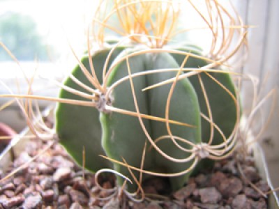 Astrophytum capricorne