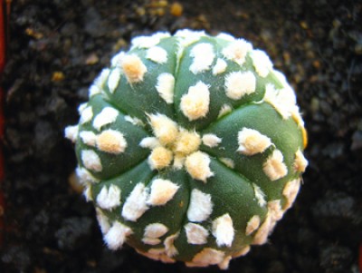 Astrophytum asterias Super Kabuto