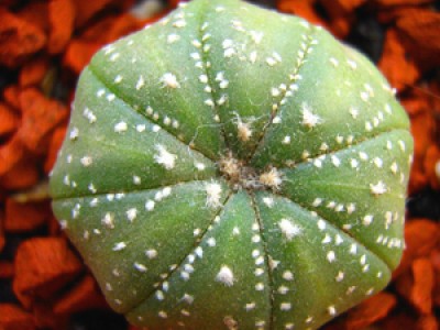 Astrophytum asterias