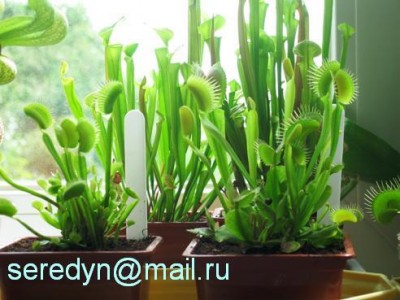 Dionaea muscipula_1.JPG