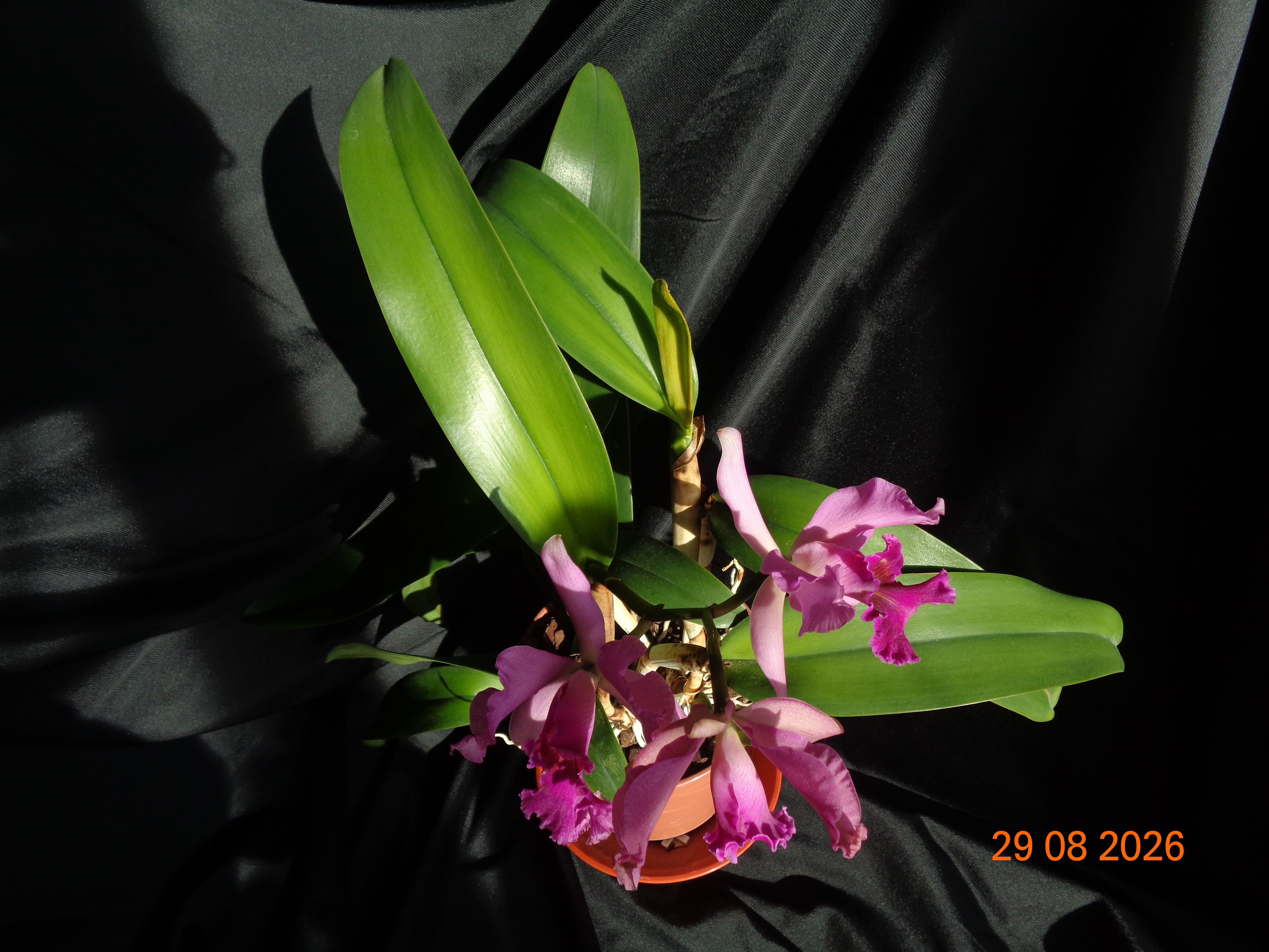 DSC06184.JPG