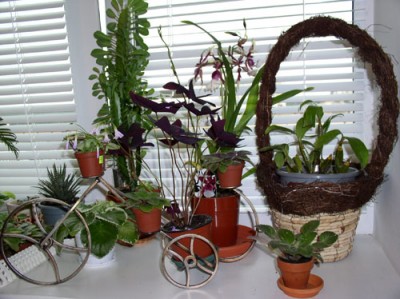 P1010033-.jpg