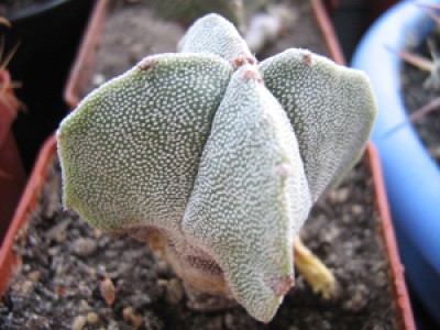 Astrophytum myriostigma cv.Onzuka