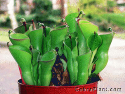 Heliamphora heterodoxa.gif