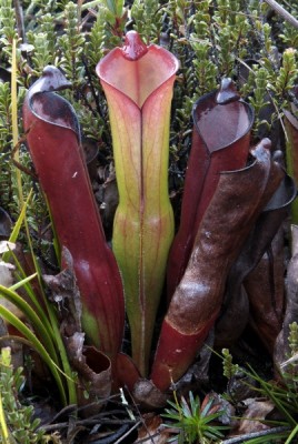 Heliamphora.jpg