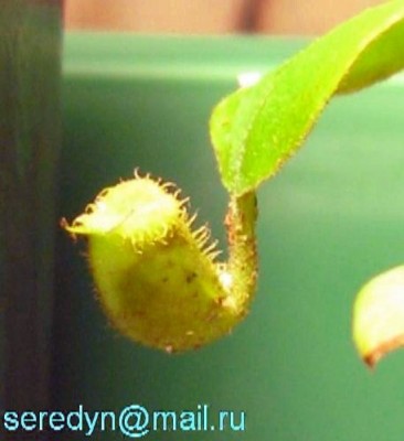 N. ampullaria (Brunei)