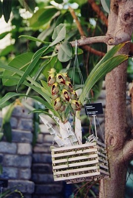 catasetum_macrocarpum.jpg