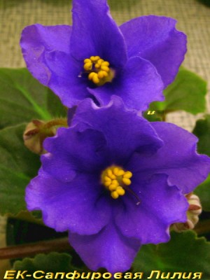 Только мордаху приоткрыла - нет у меня терпения. Сейчас уже таки больше похожа на лилию.