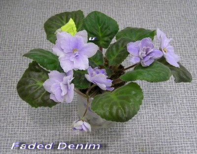 Честно говоря, не ожидала - на три листа четыре цветоноса. :)))