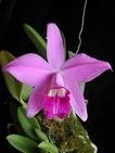 Laelia sincorana