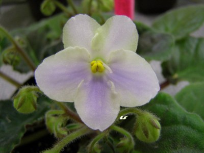 А эта девушка все дразнится и не распускается.