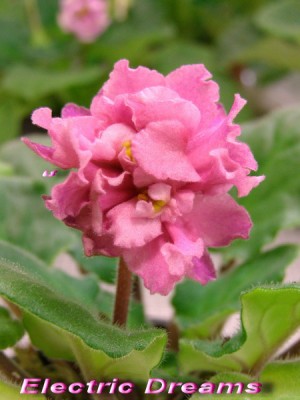 Махровость повышенная :)))