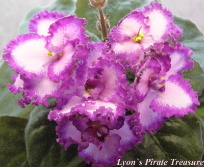 Сокровище, оно и есть сокровище!