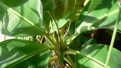 Musa Dwarf Cavendish