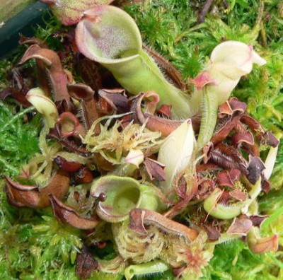 5_Heliamphora.jpg