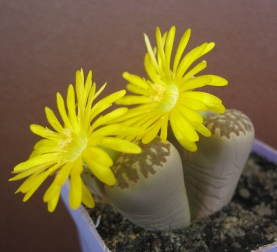 L. dorotheae.JPG