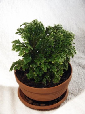 selaginella.jpg