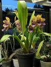 Odontoglossum%20wyattianum%2013%20webb_small.jpg