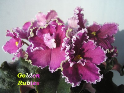 Golden Rubies с надписью.jpg