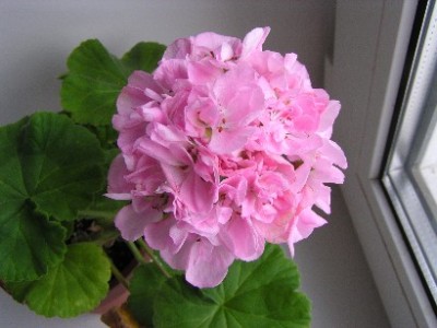 72-P1010104a.JPG