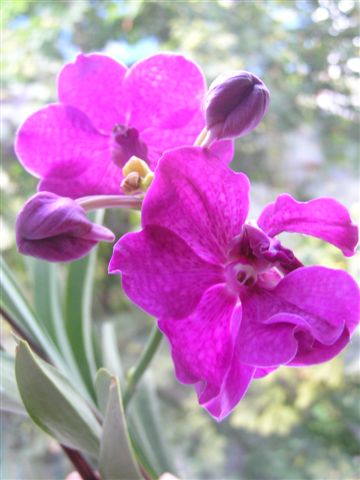 Vanda1.JPG