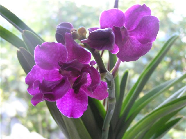 Vanda7.JPG