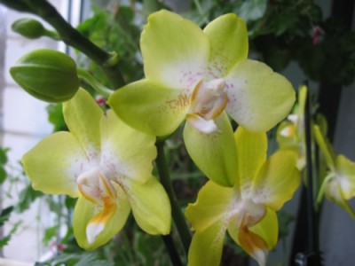orchid2007.jpg
