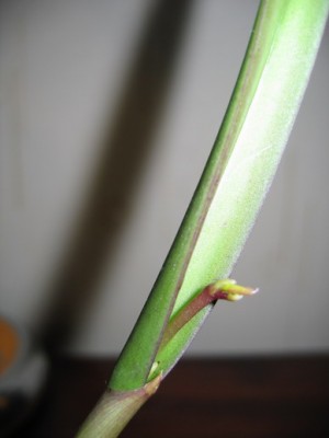 BRASSAVOLA NODOSA X BRASSOCATTLEYA RUBY STAR