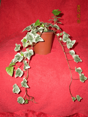 Hedera-helix.gif