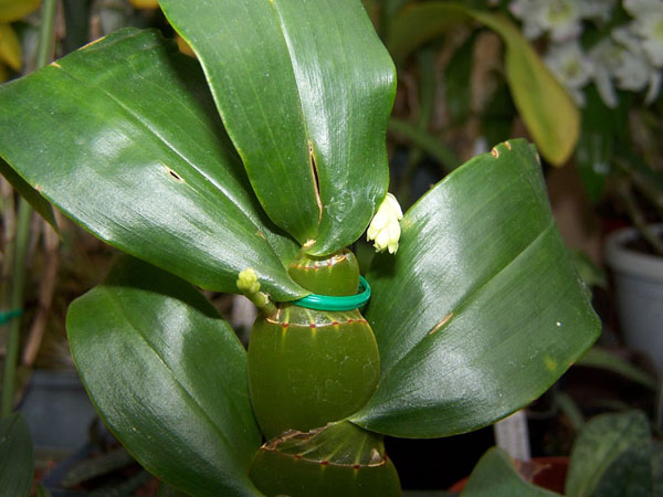 Dendrobium sulcatum.jpg