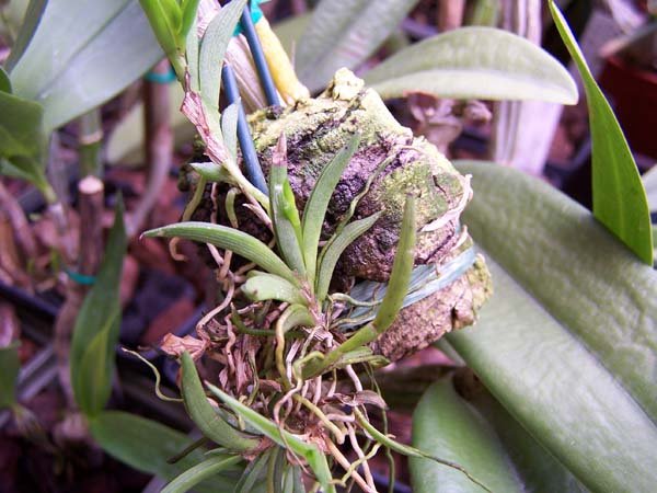 Tolumnia variegata 2.jpg