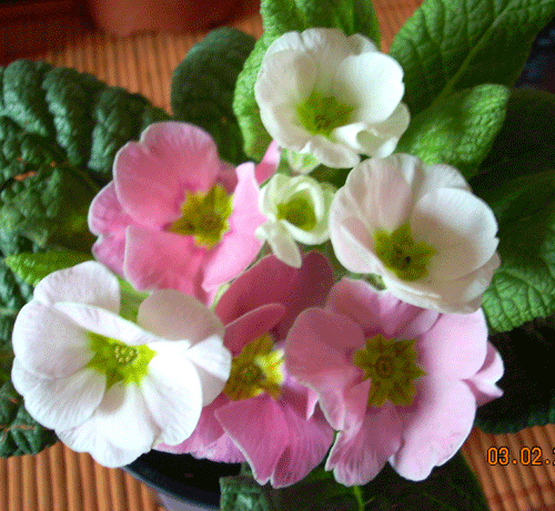 Primula2.gif