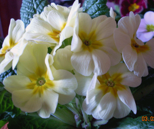 Primula4.gif