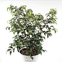 ficus35L.jpg