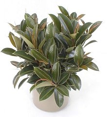 ficus_melany.jpg