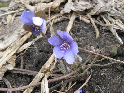 hepatica.jpg