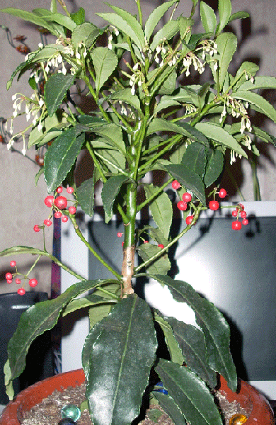 Ардизия городчатая (Ardisia crenata)