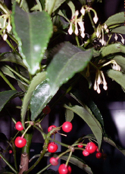 Ардизия городчатая (Ardisia crenata)