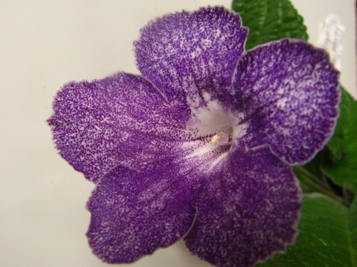 Lavender Mist