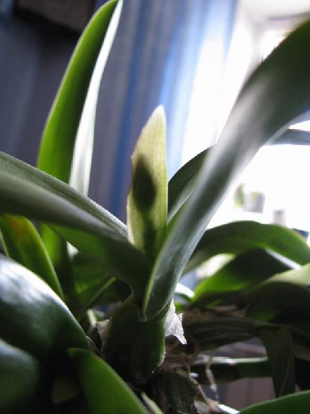 IMG_0217.jpg (33.51 КБ) 3322 просмотра Чехол у софролелиокаттлеи