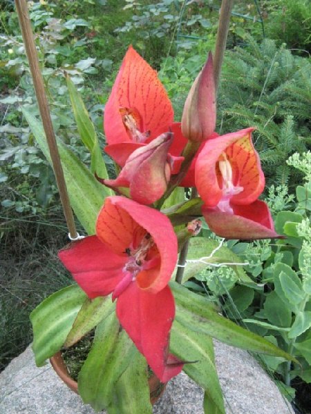 Disa Red Success