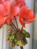 IMG_0346.JPG